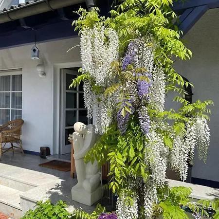 Gaensebluemchen 2 Daisy 2 Walsdorf (Bavaria)